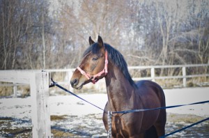 Nevada Equine Insurance: How to Winterize Campground Stables